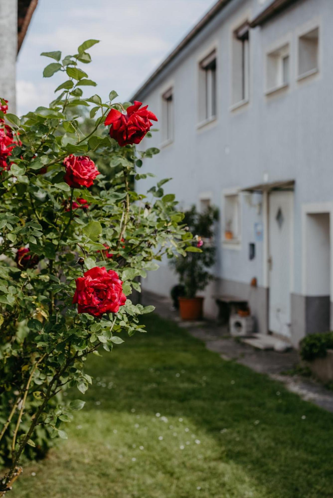 Ferienwohnung Morgensonne Schützen am Gebirge Dış mekan fotoğraf